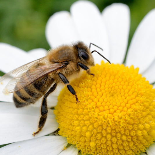 The Buzz About Bees: How Queen Bee Honey Supports the Environment and Your Health