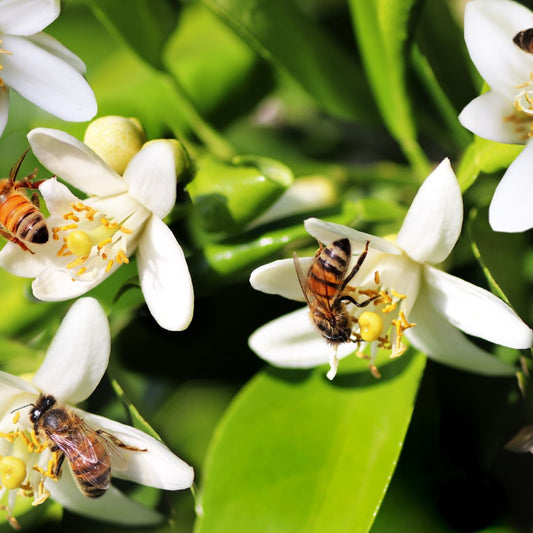 Why Queen Bee Honey is the Perfect Natural Sweetener for Health-Conscious Consumers