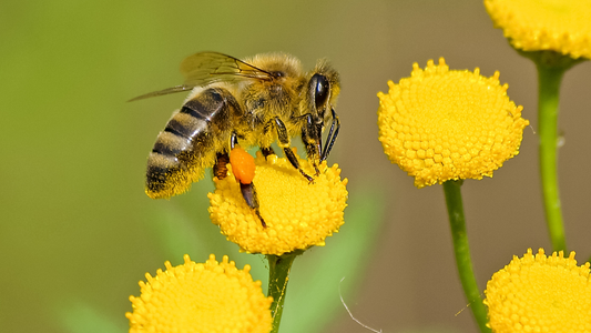Unlocking the Power of Honey: Why Saw Palmetto Honey is Your New Superfood
